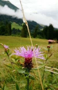 Close-up of flower growing on field against sky