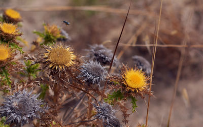 Close-up of wilted flowers on field