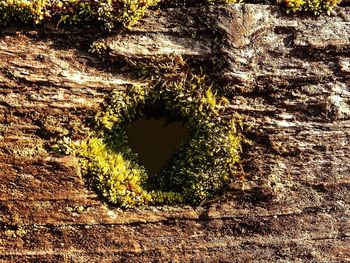 Plants growing on tree