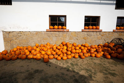 View of pumpkins by house