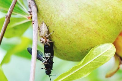 Close-up of spider with prey on fruit