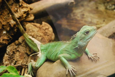 Close-up of lizard