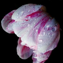 Close-up of wet pink flower blooming against black background