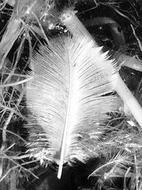 Close-up of feather