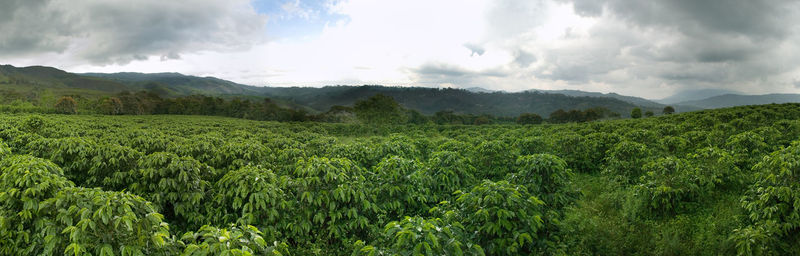 Panoramic view of agricultural coffee field against sky