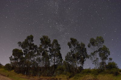 Low angle view of trees against sky at night