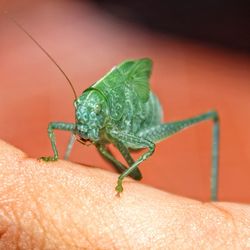 Close-up of insect on hand