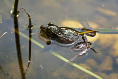 High angle view of frog swimming in lake