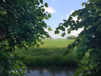 Trees growing in pond