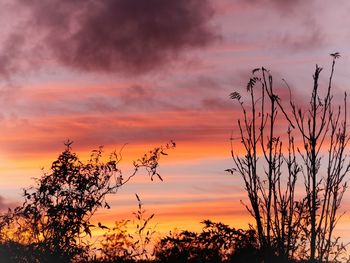 Low angle view of silhouette plants against romantic sky