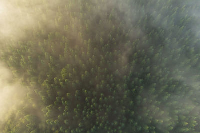 Low angle view of plants against sky