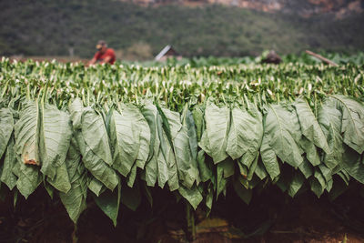 Close-up of crops growing on field