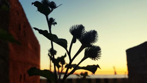 Low angle view of flowers against clear sky