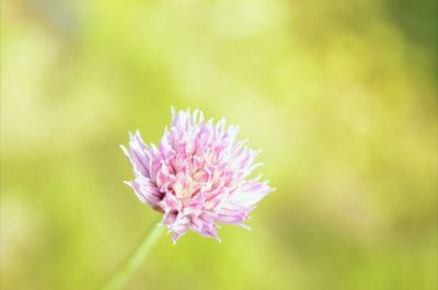 Close-up of pink flowers