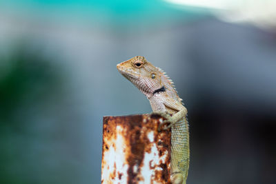 Close-up of a lizard on wood