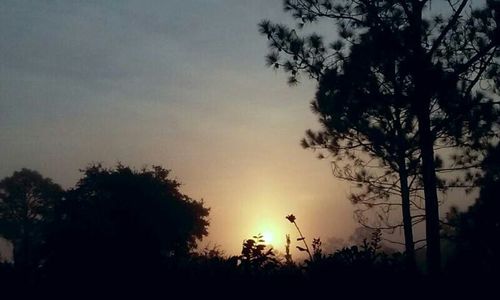 Silhouette of trees at sunset