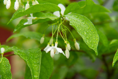 Close-up of fresh green leaves