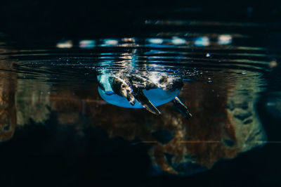 Close-up of fish swimming in sea