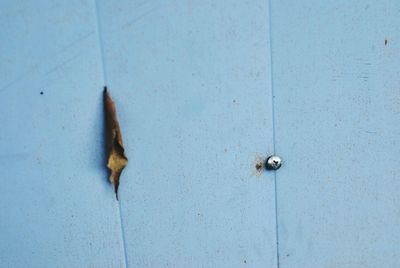 Close-up of door knocker on wall