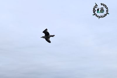 Low angle view of birds flying in sky