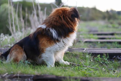 Dog looking away while sitting on land