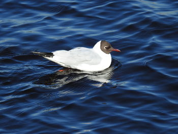 High angle view of bird swimming in lake