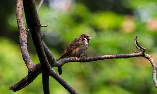 Close-up of bird perching on branch