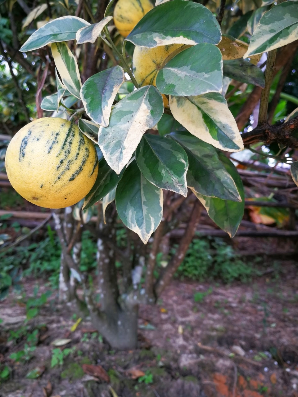 CLOSE-UP OF FRUIT GROWING ON FIELD