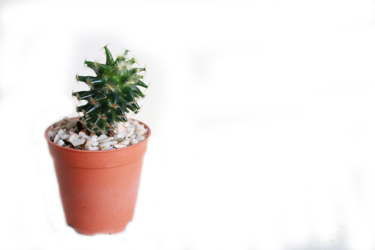 Cactus in a pot on white.