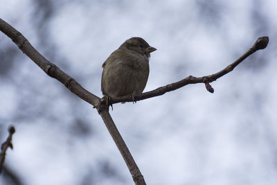 Low angle view of bird perching on branch