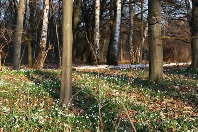 Trees growing in forest