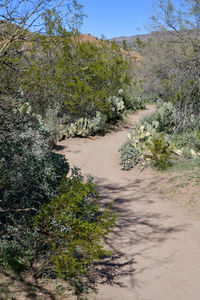 Road amidst trees