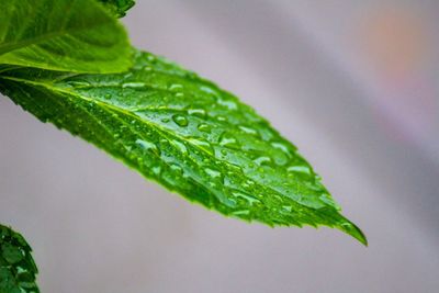 Close-up of raindrops on leaves