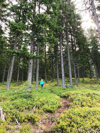 Rear view of man amidst trees in forest