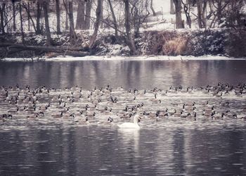 Swans swimming in lake