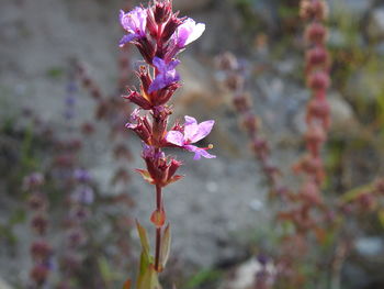 Close-up of pink flowering plant