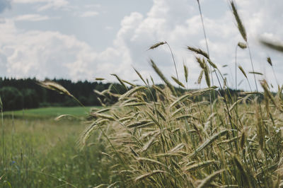 Scenic view of wheat field against sky