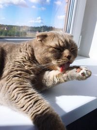 Close-up of cat by window against sky