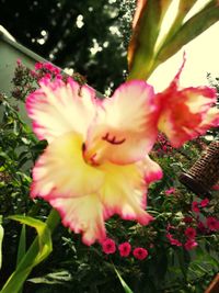 Close-up of pink flowering plant