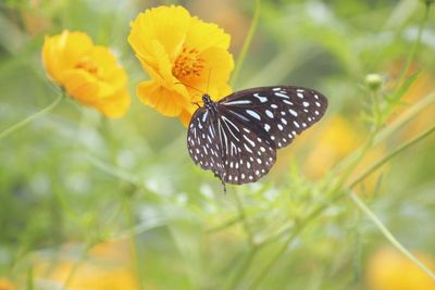 Close-up of butterfly pollinating on flower