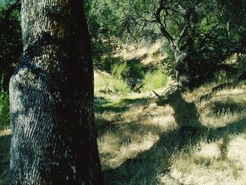 Trees in forest