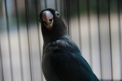 Close-up of a bird in cage