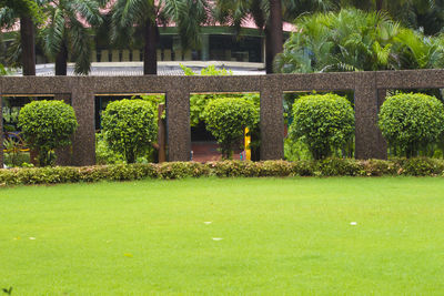 Plants and trees in park
