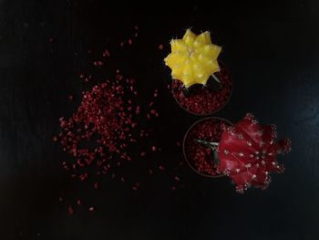 Close-up of red flowers against black background