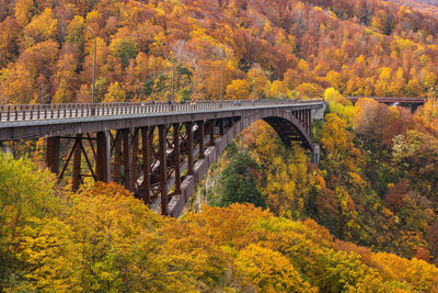 Bridge in forest during autumn