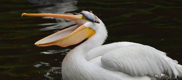 Close-up of bird in lake