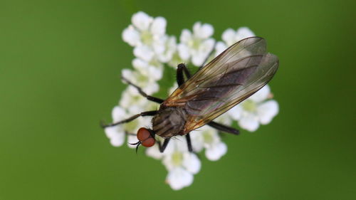 Close-up of fly on white flowers