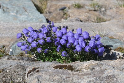 Close-up of purple crocus flowers on rock