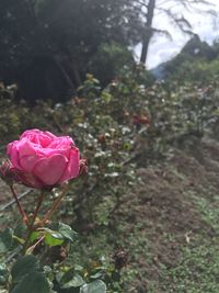 Close-up of pink flower on plant