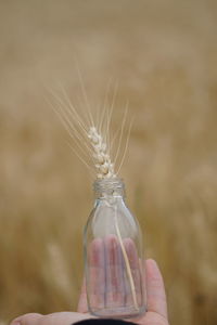 Close-up of hand holding glass bottle